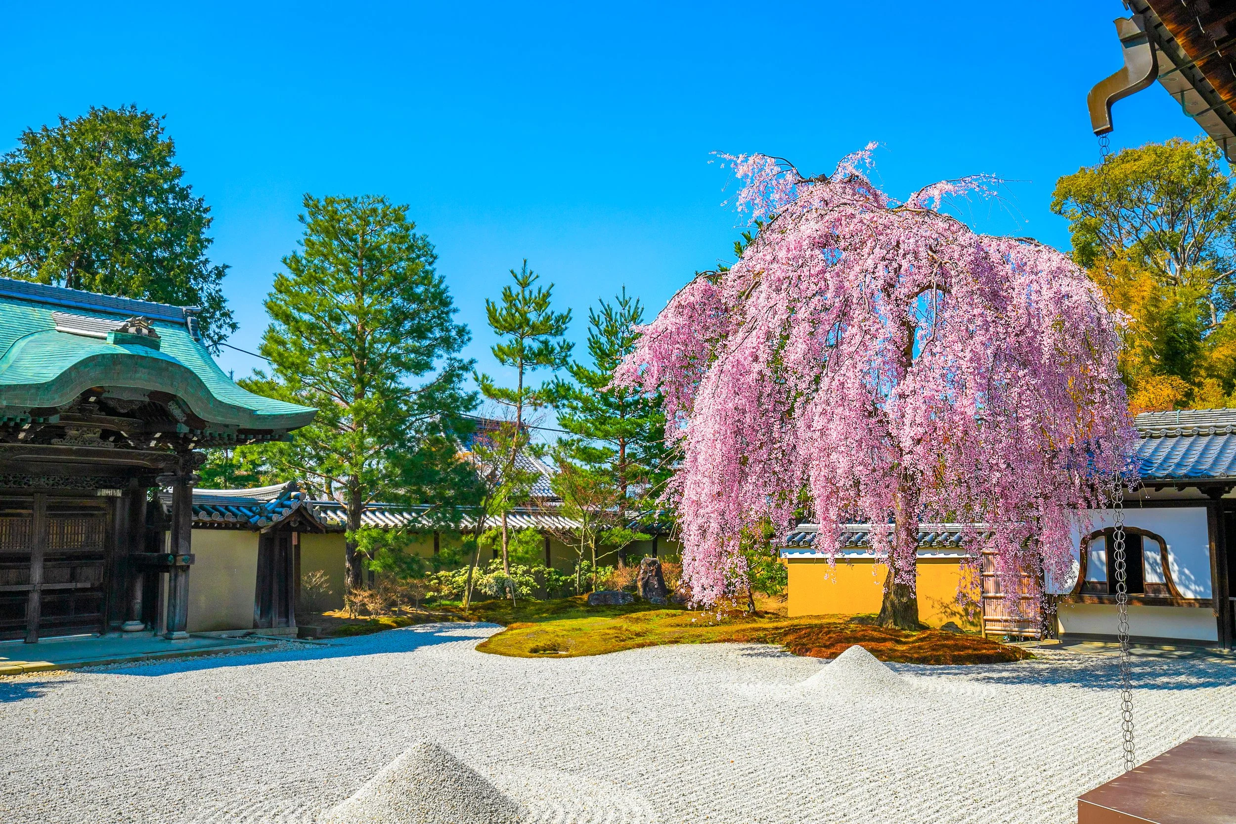 京都の桜を満喫しましょう！ — Genji Kyoto